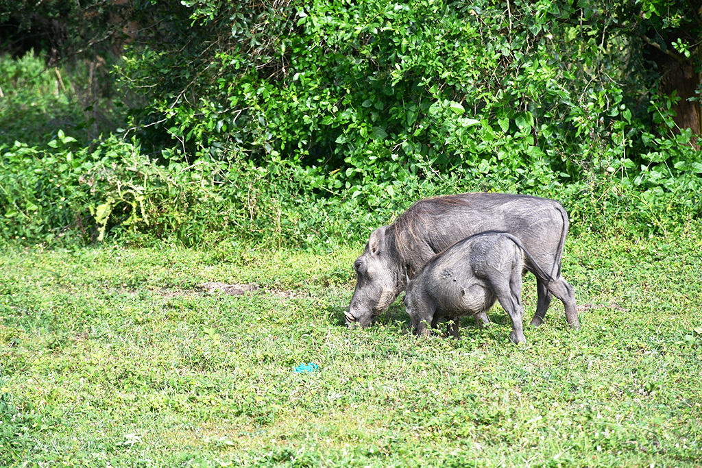 A warthog feeds along with its baby in the savannah grasslands of Lake Mburo National Park in western Uganda. Photo by EDGAR R. BATTE