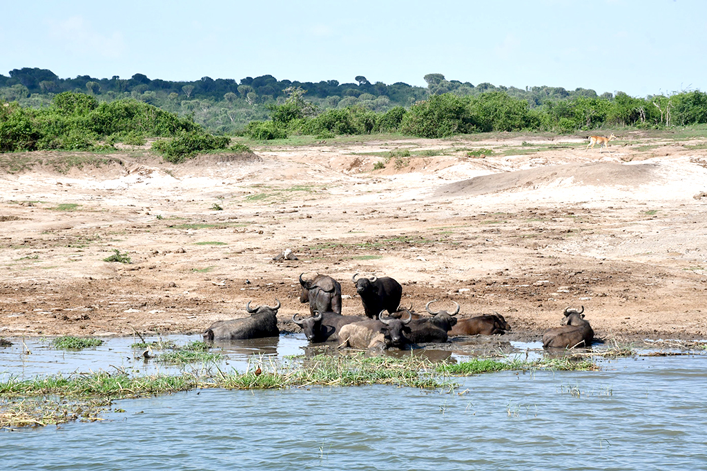 Bufalloes enjoy a swim by the banks of the Kazinga Channel in Queen Elizabeth National Park. Photo by EDGAR R. BATTE.
