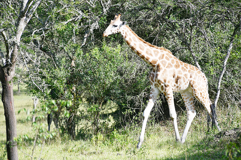 A Giraffe is a towering and graceful beauty to see in Lake Mburo National Park. Photo by EDGAR R. BATTE