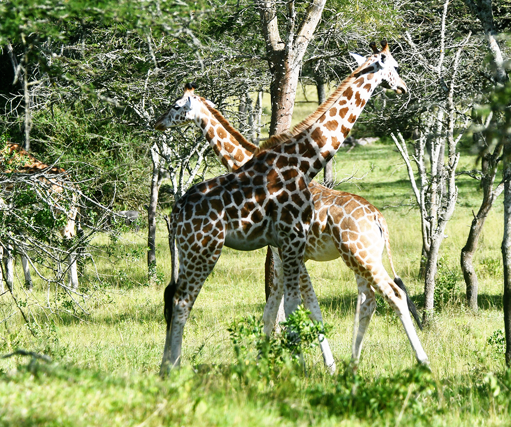 Giraffes are a towering and graceful beauty to see in Lake Mburo National Park. Photo by EDGAR R. BATTE