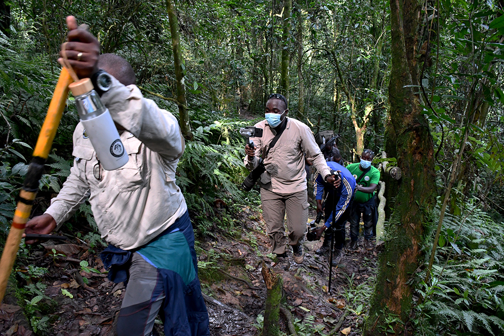 Photographers and videographers capture moments while trekking through Bwindi Impenetrable Forest in search of the sough-after mountain gorillas. Photo by EDGAR R. BATTE