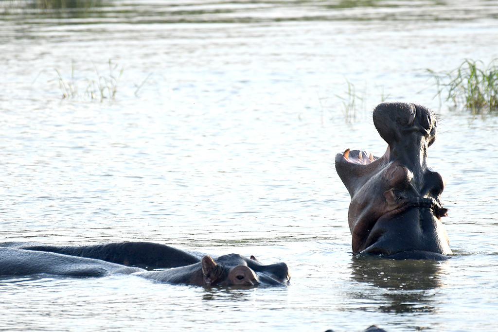Tourists get an up-close experience with hippos that enjoy swimming on the waters of the Kazinga Channel which connect Lake George and Edward. Photo by EDGAR R. BATTE