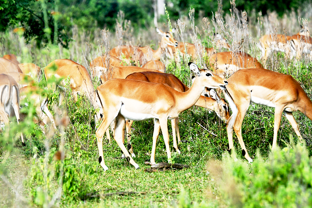 Uganda Kobs are many and easily found in the woodlands of Lake Mburo National Park. Photo by EDGAR R. BATTE