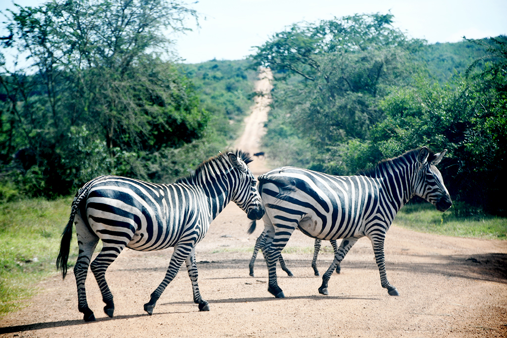 Uganda is home to the burchell_s zebras whose beautiful patterns make them an attraction. Photo by EDGAR R. BATTE.