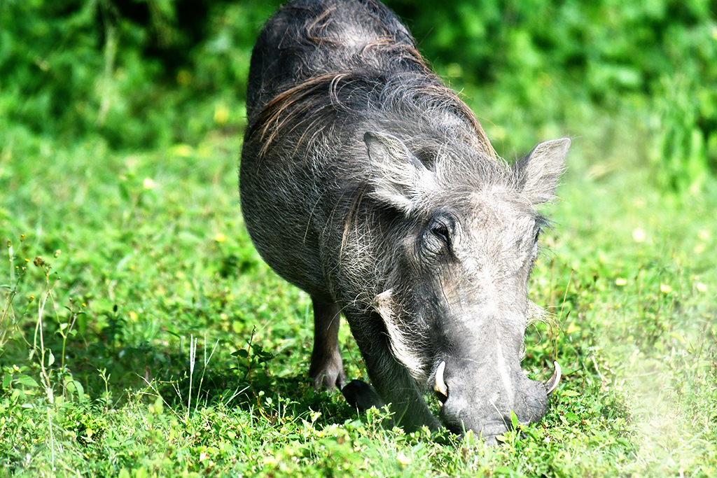 Warthogs are some of the most commonly sighted tourist attractions in Lake Mburo National Park. Photo by EDGAR R. BATTE.