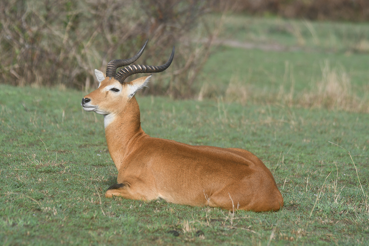 A kob relaxes in the savannah grasslands of Queen Elizabeth National Park