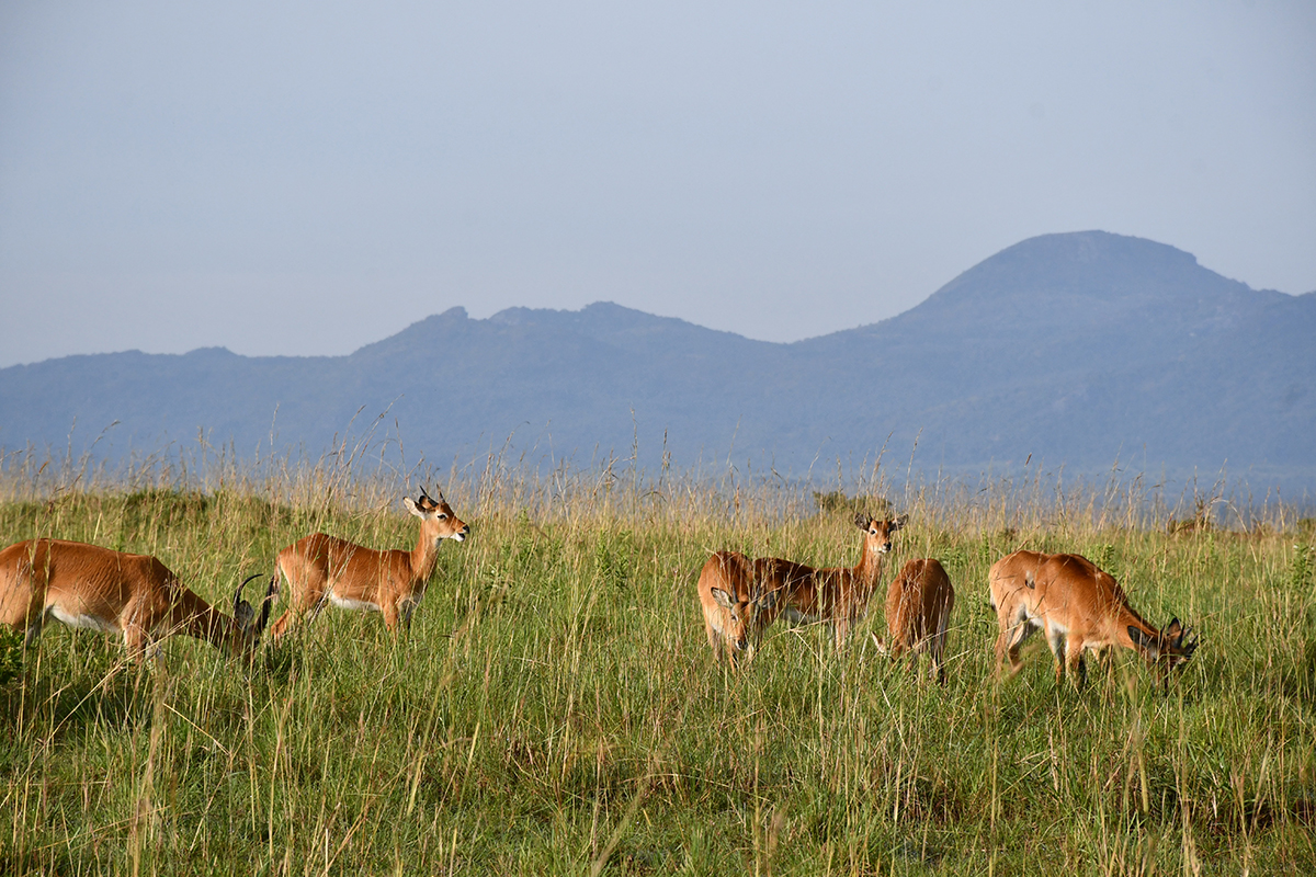 Kobs grazing against a picturesque backdrops of ranges in Kidepo Valley National Park in North Eastern Uganda. Photo by EDGAR R. BATTE
